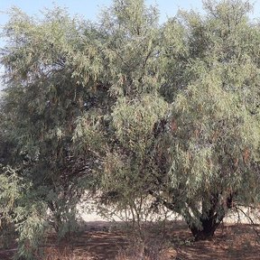 Mezquite de copa ancha y ramas bajas sobre un llano de tierra seca.