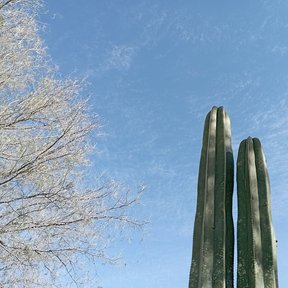 Cardones verticales junto a las ramas desnudas de un mezquite, contra el cielo.