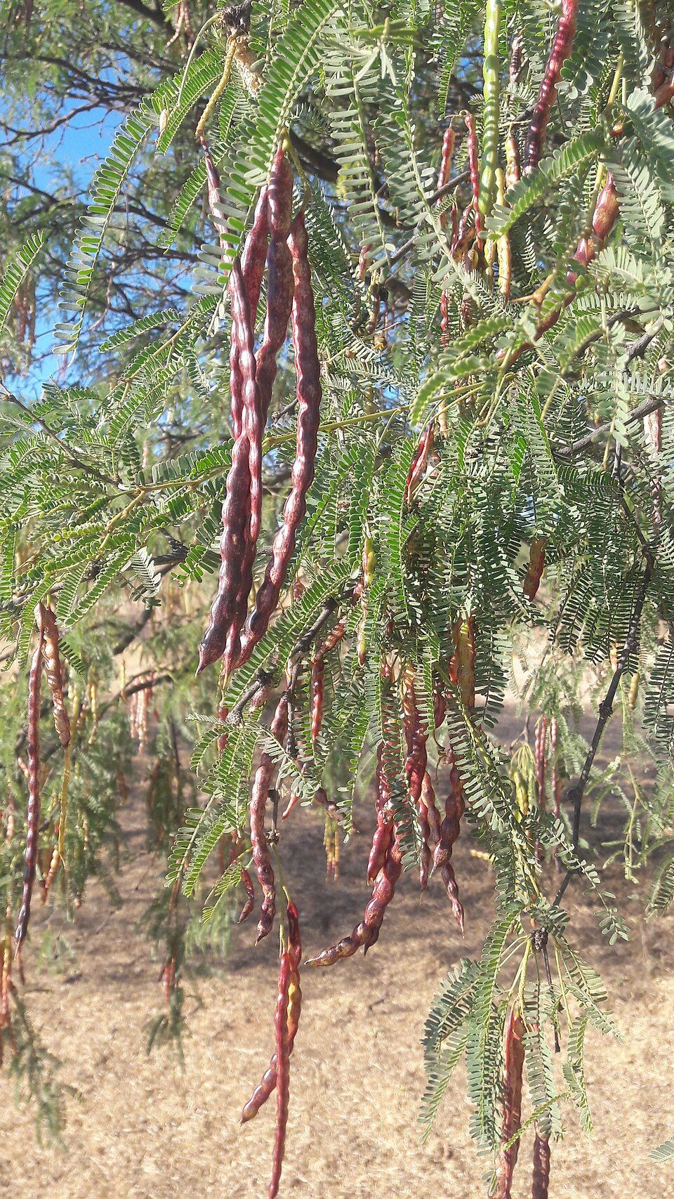 Vainas rojizas de mezquite colgando entre el follaje bipinnado y fino.