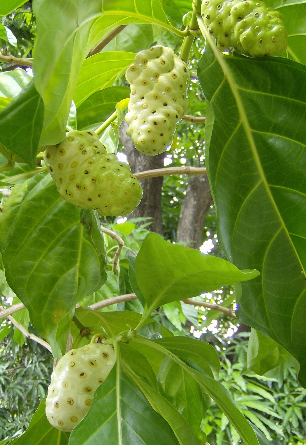 Frutos verdes y verrugosos de noni colgando entre hojas grandes y lustrosas.