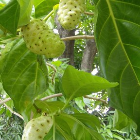 Frutos verdes y verrugosos de noni colgando entre hojas grandes y lustrosas.