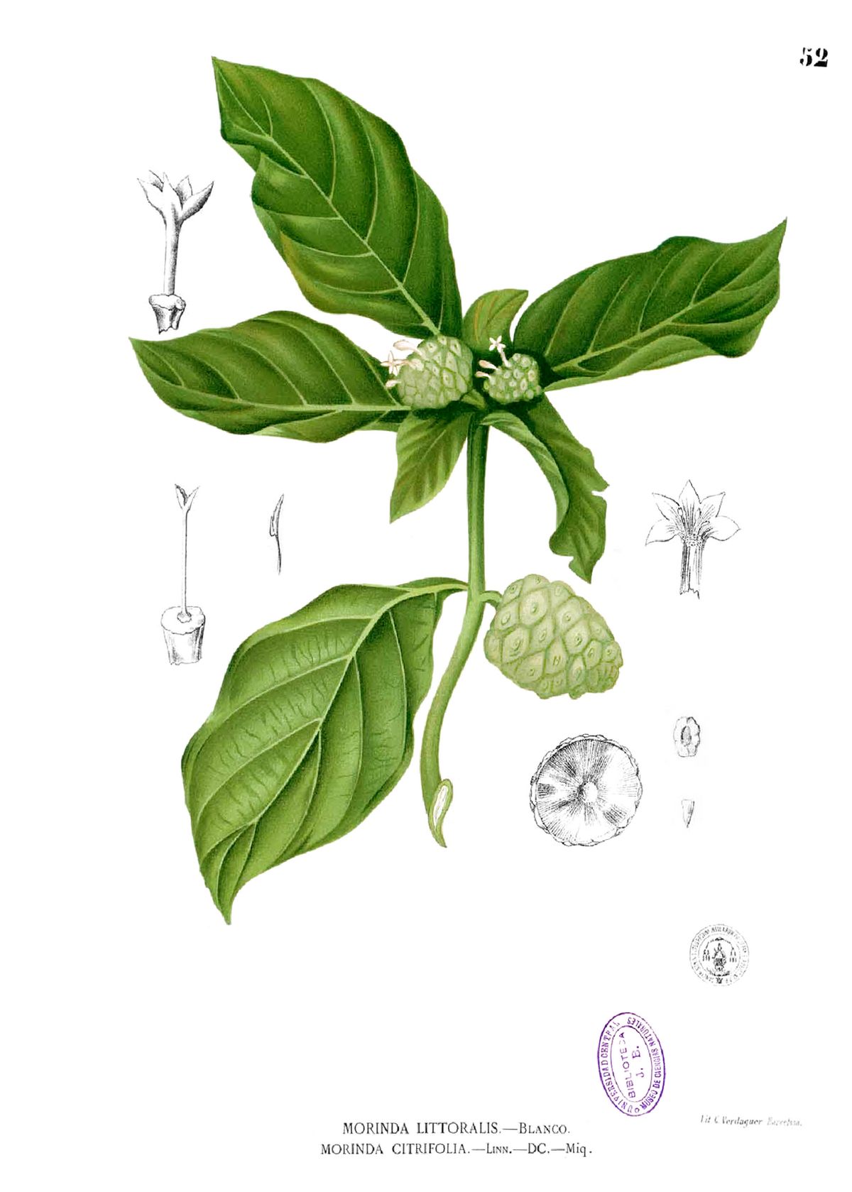 Lámina botánica del noni con la hoja, la flor y el fruto en corte.