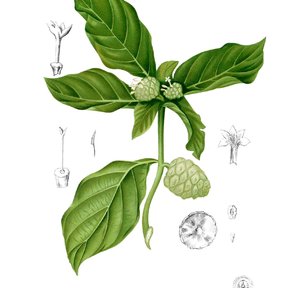 Lámina botánica del noni con la hoja, la flor y el fruto en corte.