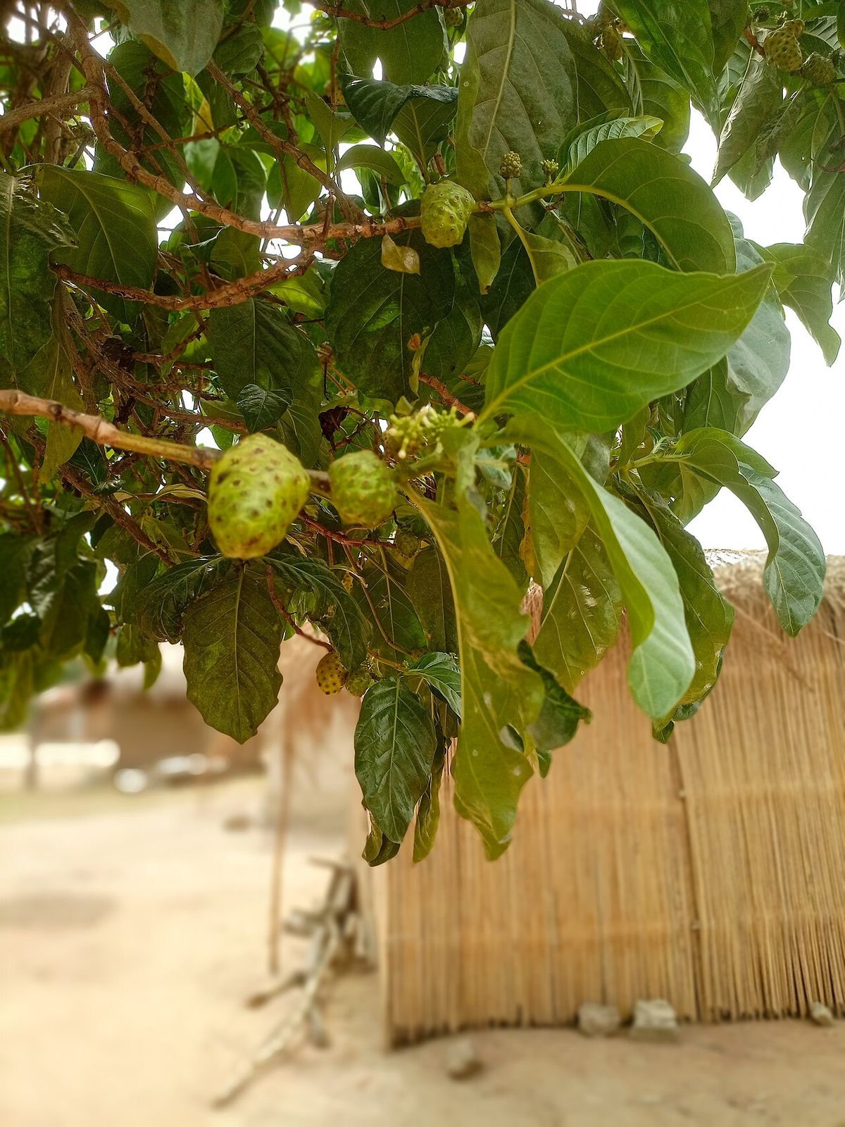 Frutos de noni colgando bajo el follaje, con una cerca de carrizo al fondo.