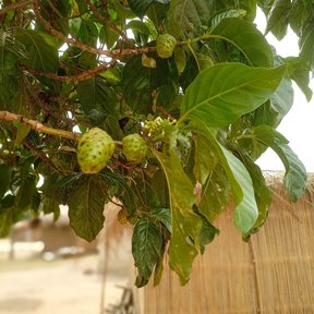 Frutos de noni colgando bajo el follaje, con una cerca de carrizo al fondo.