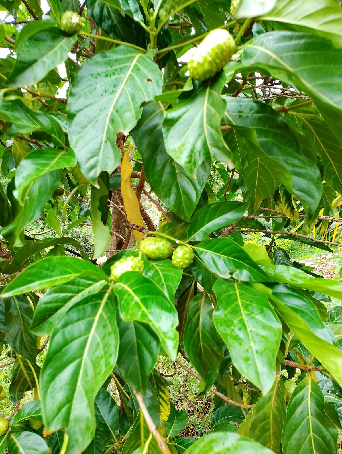 Fruto verde de noni entre hojas anchas y nervadas, a pleno sol.