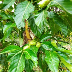 Fruto verde de noni entre hojas anchas y nervadas, a pleno sol.