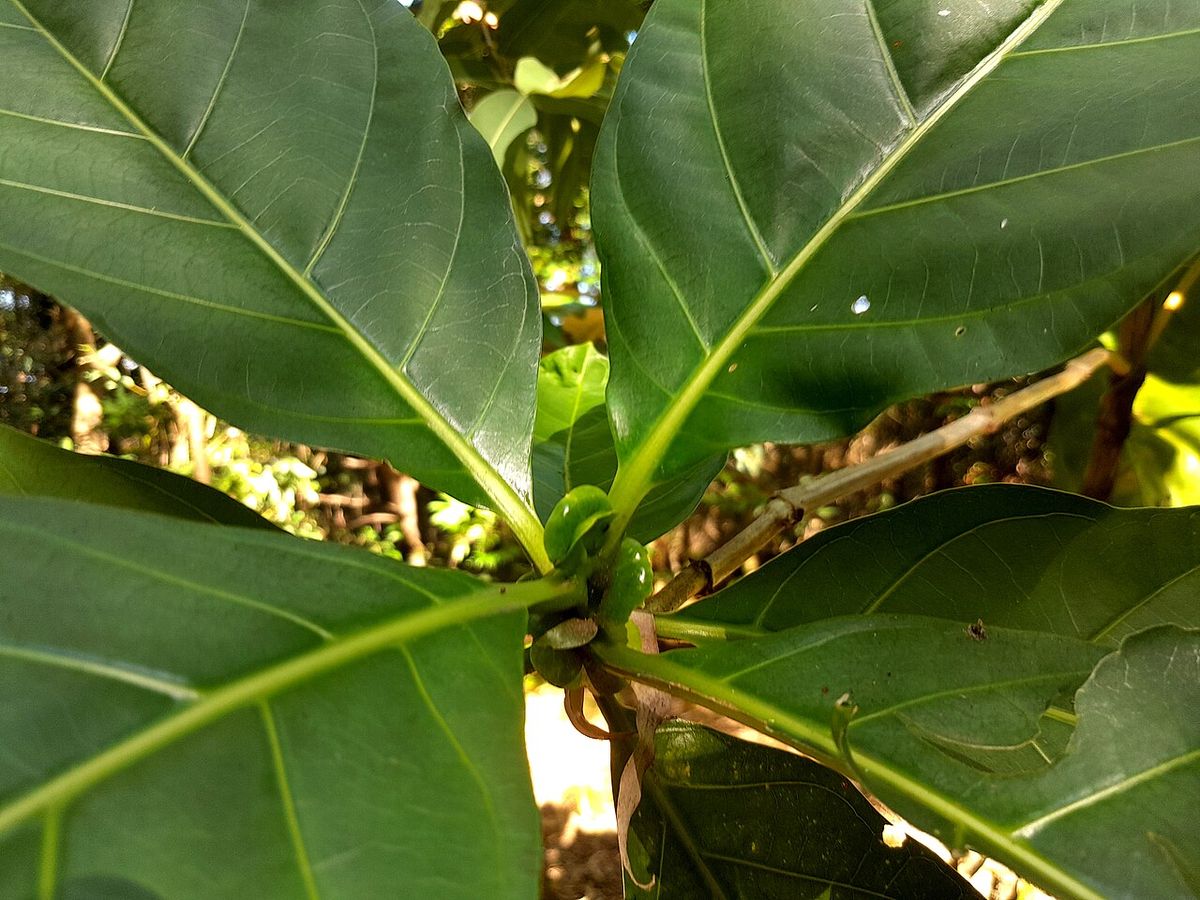 Hojas grandes y lustrosas de noni abiertas en la punta de una rama.