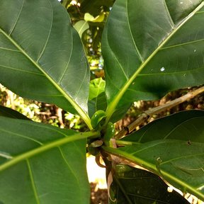 Hojas grandes y lustrosas de noni abiertas en la punta de una rama.