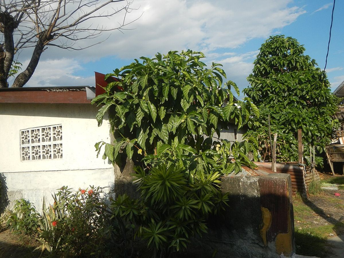 Noni de copa densa y hojas grandes creciendo junto al muro de una casa.