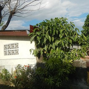 Noni de copa densa y hojas grandes creciendo junto al muro de una casa.