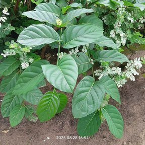 Noni joven de hojas anchas con un fruto verde en la punta, sobre tierra oscura.