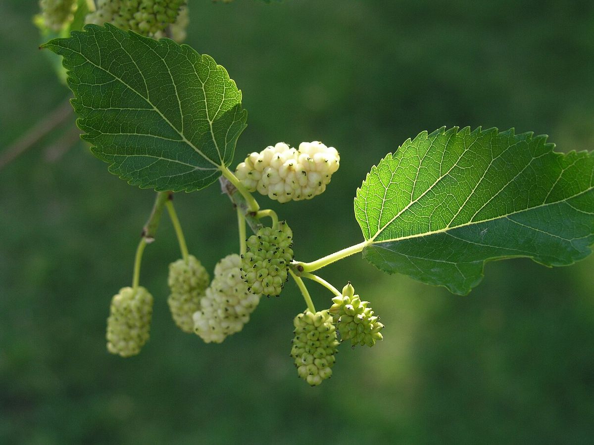 Moras blancas y verdosas colgando de una ramilla entre hojas aserradas.
