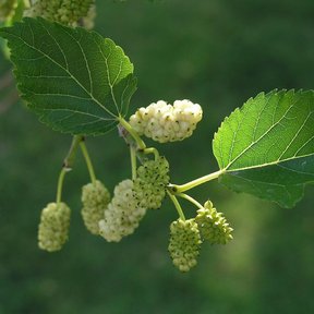 Moras blancas y verdosas colgando de una ramilla entre hojas aserradas.