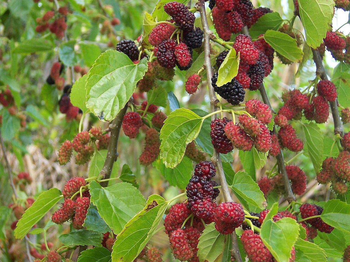 Moras rojas y negras madurando entre las hojas anchas de la morera.