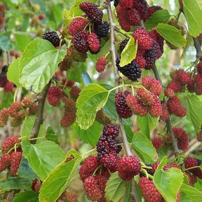 Moras rojas y negras madurando entre las hojas anchas de la morera.