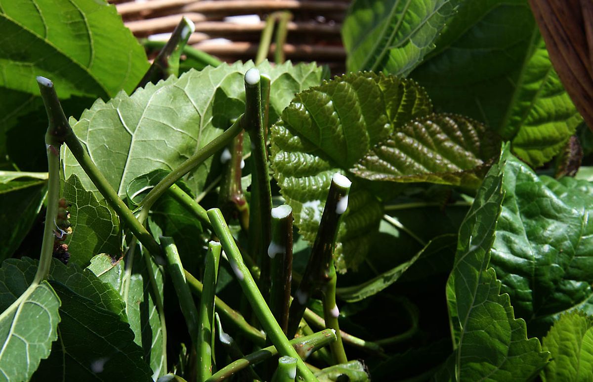 Ramas cortadas de morera con las hojas verdes amontonadas en una canasta.