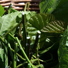 Ramas cortadas de morera con las hojas verdes amontonadas en una canasta.