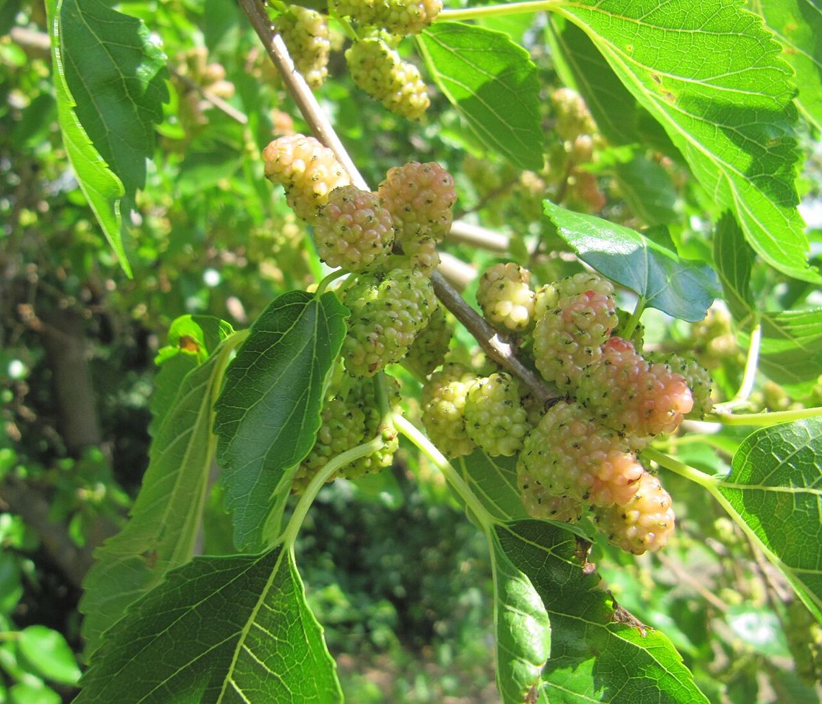 Moras blancas y rosadas madurando entre el follaje de la morera.