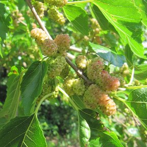 Moras blancas y rosadas madurando entre el follaje de la morera.