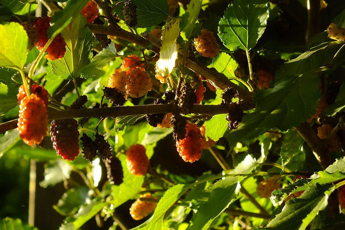 Moras naranjas y moradas colgando muy juntas entre las hojas al sol.