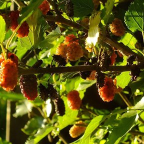 Moras naranjas y moradas colgando muy juntas entre las hojas al sol.