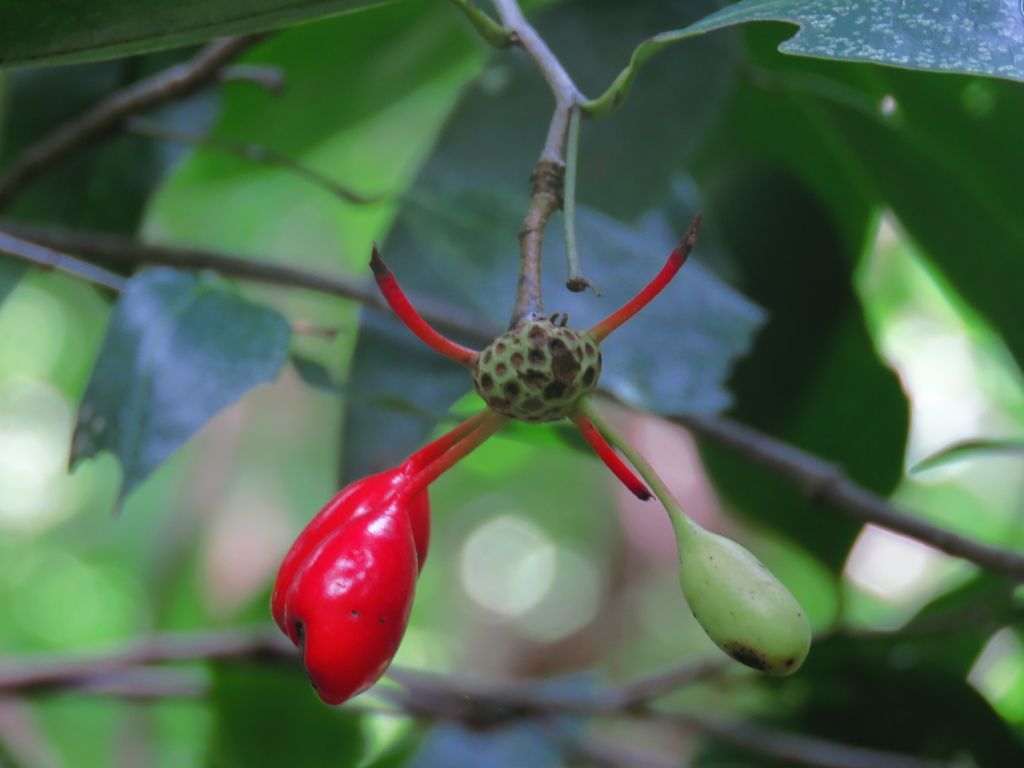 Fruto rojo y alargado de elemuy colgando del receptáculo entre las ramas.