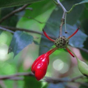 Fruto rojo y alargado de elemuy colgando del receptáculo entre las ramas.