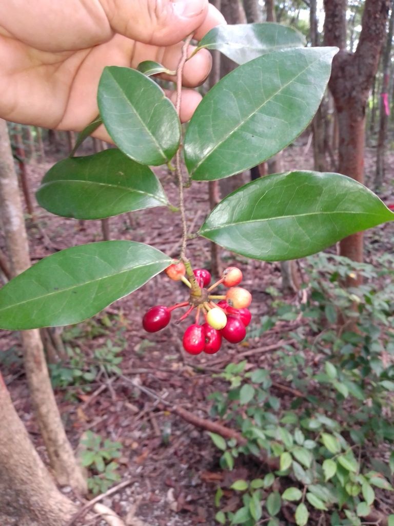 Una mano sostiene una rama de elemuy con los frutos rojos ya maduros.