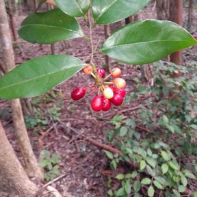 Una mano sostiene una rama de elemuy con los frutos rojos ya maduros.