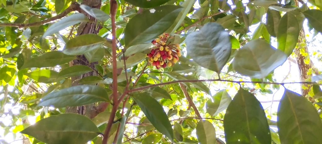 Fruto agrupado de elemuy visto a contraluz entre las hojas de la copa.