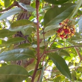 Fruto agrupado de elemuy visto a contraluz entre las hojas de la copa.