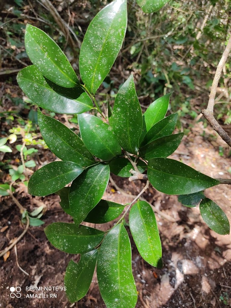 Hojas verde oscuro y lustrosas de elemuy abiertas en la punta de una rama.