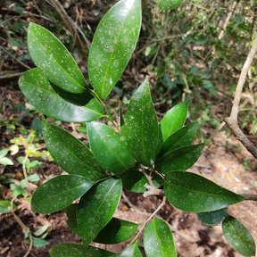 Hojas verde oscuro y lustrosas de elemuy abiertas en la punta de una rama.