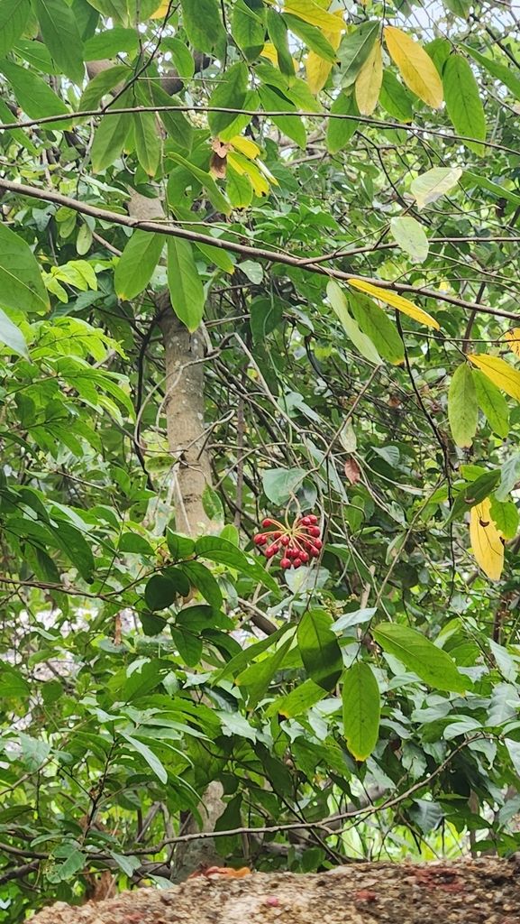 Follaje de elemuy en el sotobosque, con un fruto rojo asomando entre las hojas.