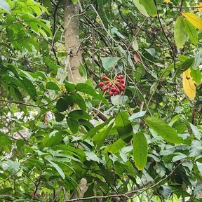 Follaje de elemuy en el sotobosque, con un fruto rojo asomando entre las hojas.