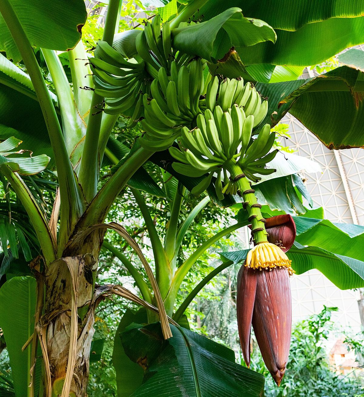 Planta de plátano con el racimo verde y la bellota morada colgando del tallo.