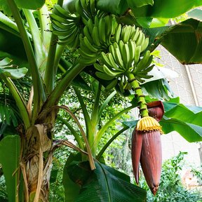 Planta de plátano con el racimo verde y la bellota morada colgando del tallo.