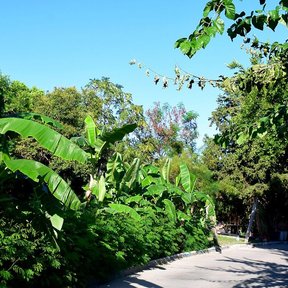 Matas de plátano de hojas anchas a la orilla de un camino, bajo un cielo azul.