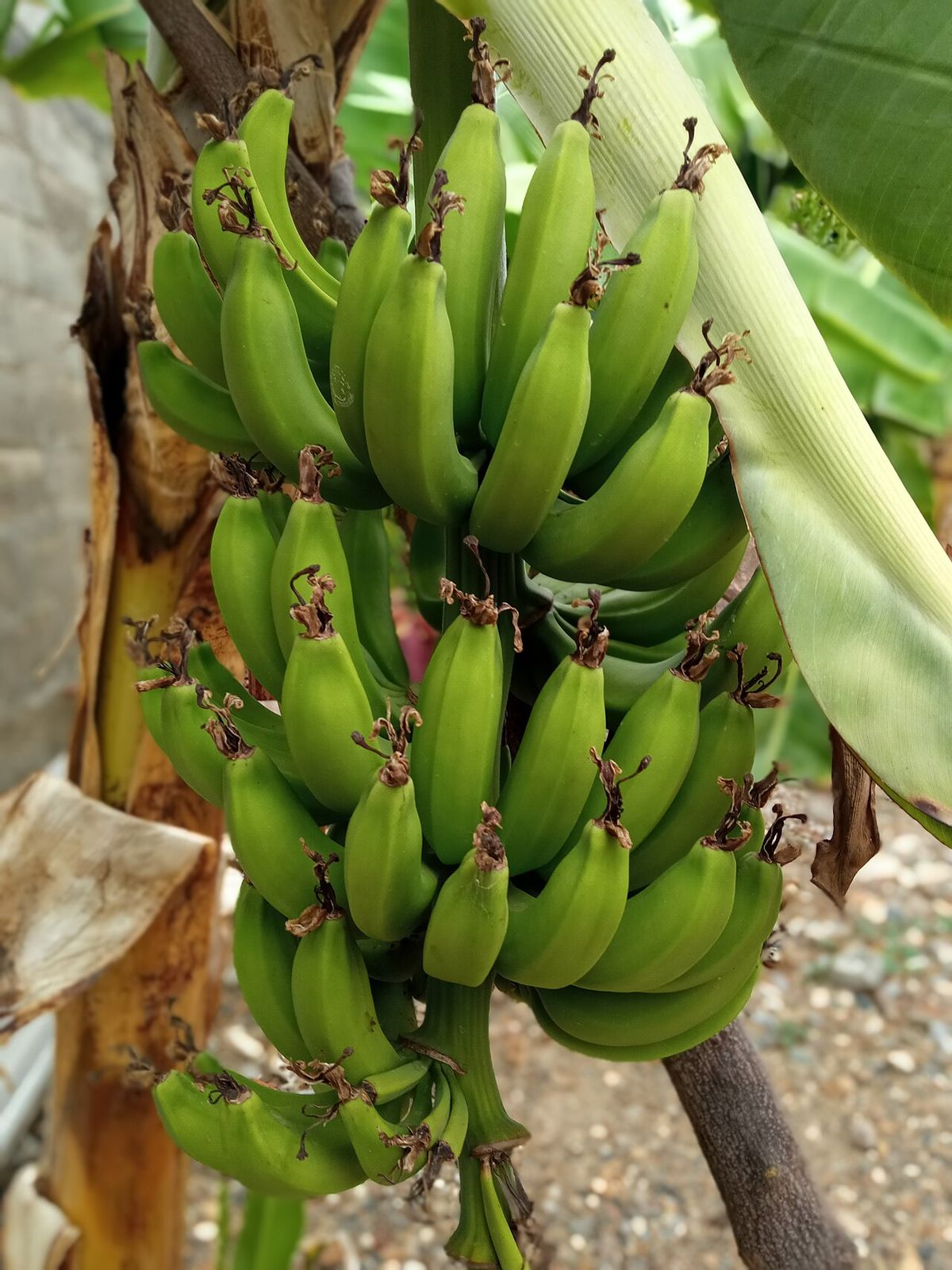 Manos de plátano verde apretadas en el racimo, todavía en la planta.