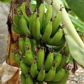 Manos de plátano verde apretadas en el racimo, todavía en la planta.