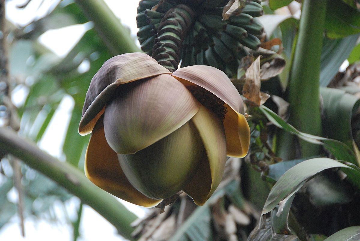 Bellota morada de plátano con las brácteas abiertas, colgando entre las hojas.