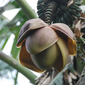 Bellota morada de plátano con las brácteas abiertas, colgando entre las hojas.