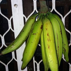 Mano de plátanos verdes colgada frente a una reja blanca.