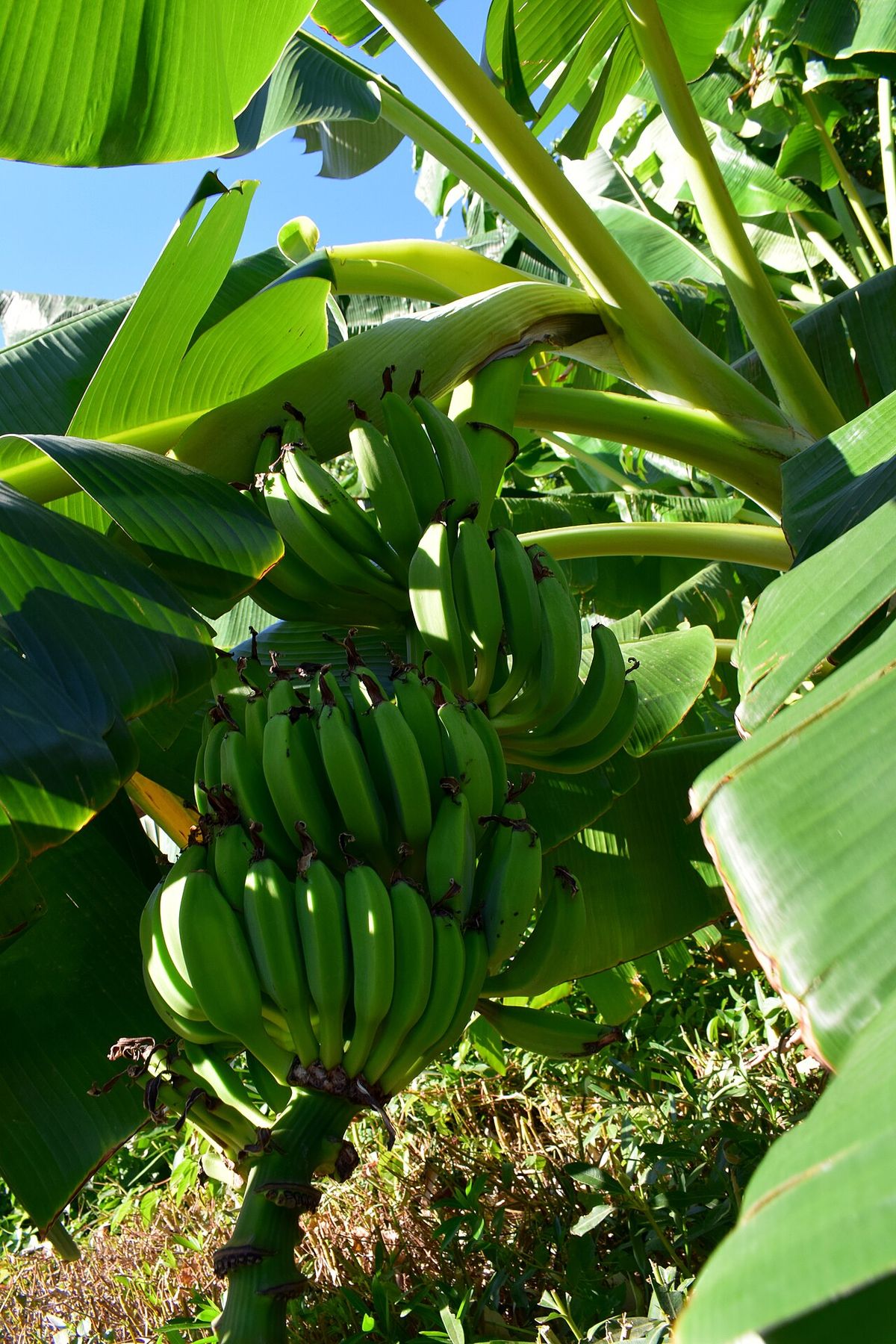Mata de plátano vista desde abajo, con el racimo y las hojas contra el cielo.