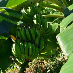 Mata de plátano vista desde abajo, con el racimo y las hojas contra el cielo.