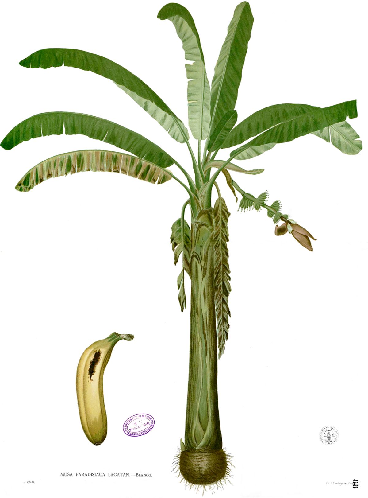 Lámina botánica del plátano con la planta entera y un fruto suelto al lado.
