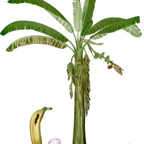 Lámina botánica del plátano con la planta entera y un fruto suelto al lado.