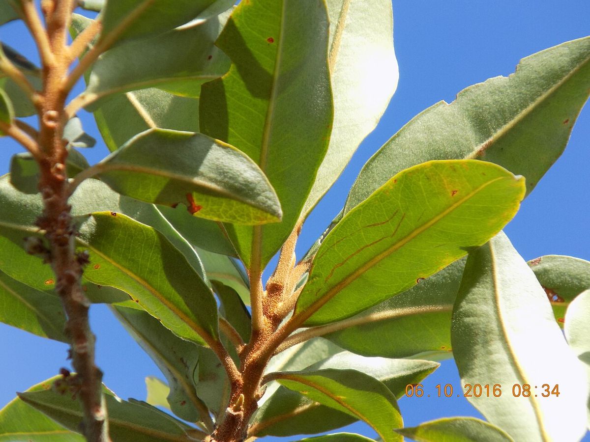 Hojas coriáceas de escolín agrupadas en la punta de una rama contra el cielo azul.
