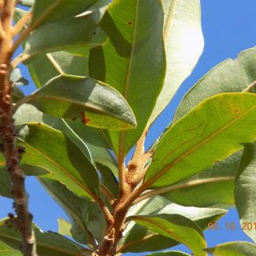 Hojas coriáceas de escolín agrupadas en la punta de una rama contra el cielo azul.